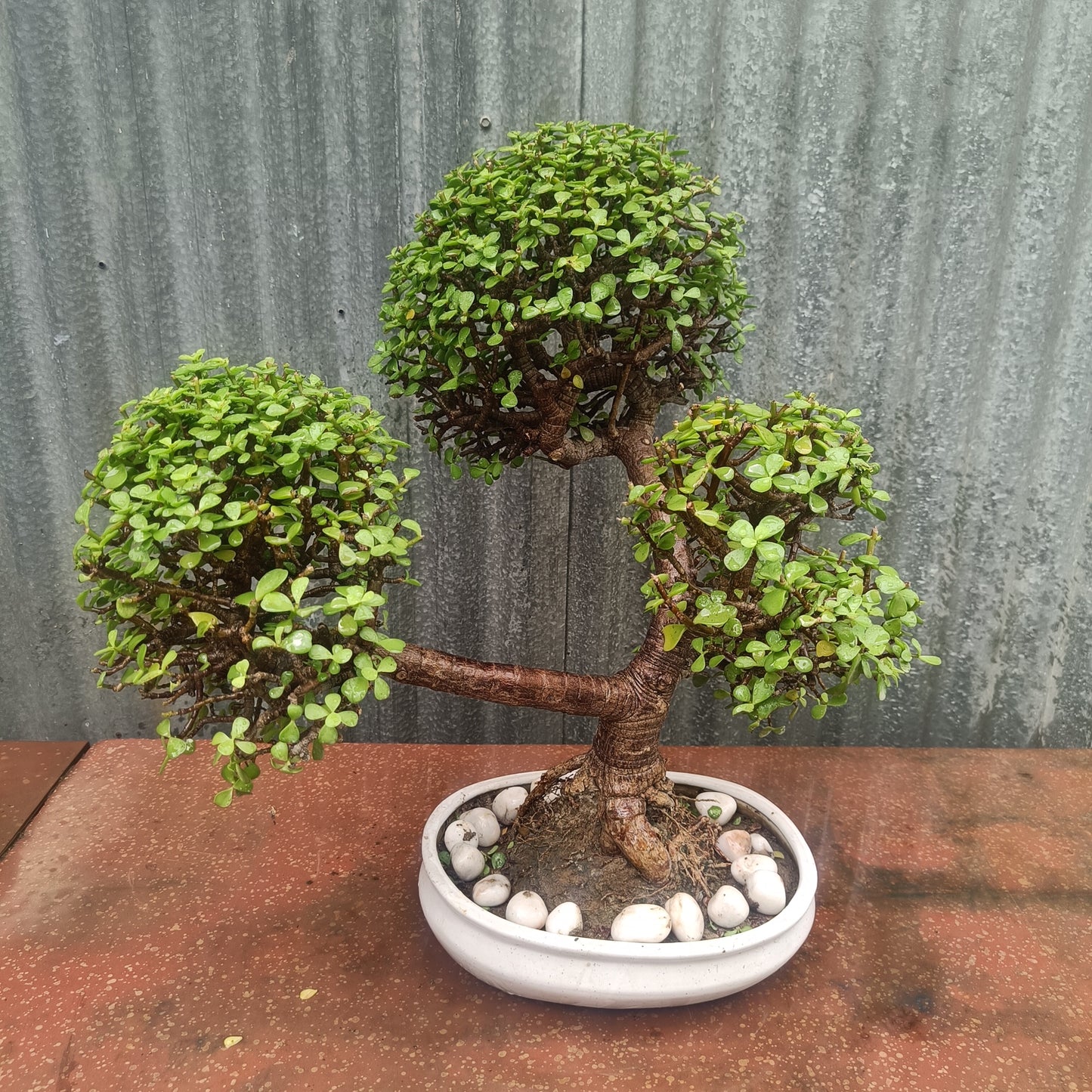 Bonsai- Jade Tapori