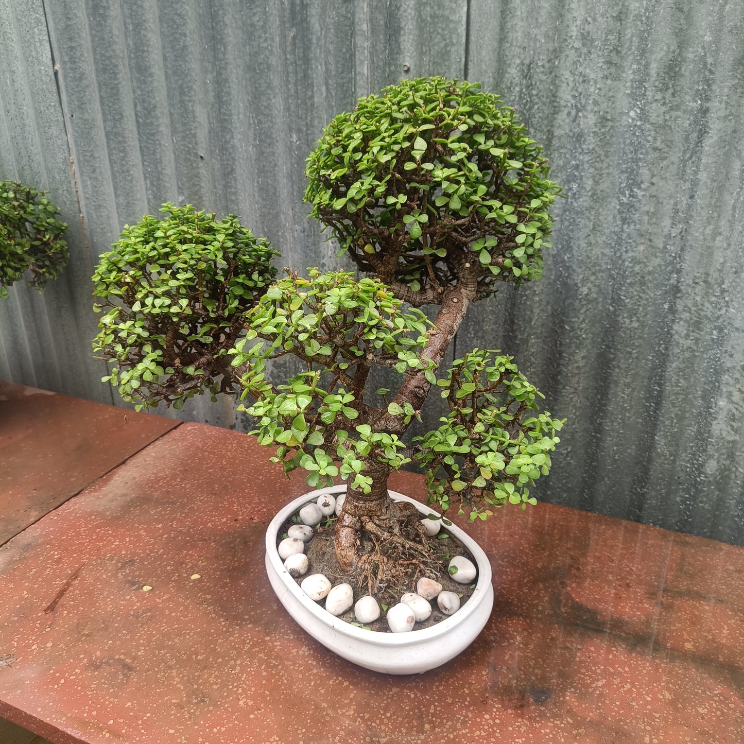 Bonsai- Jade Tapori