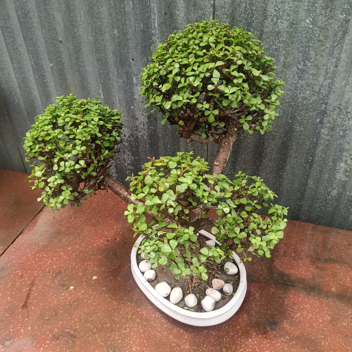 Bonsai- Jade Tapori