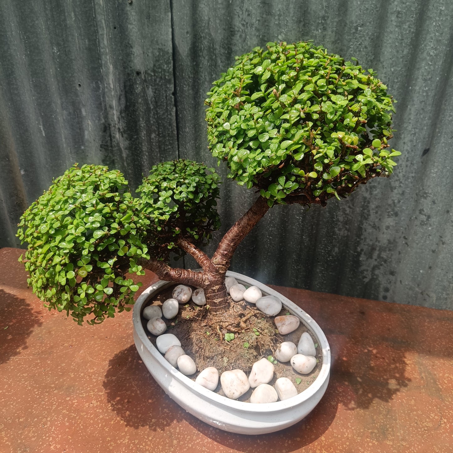 Bonsai- Jade Tapori