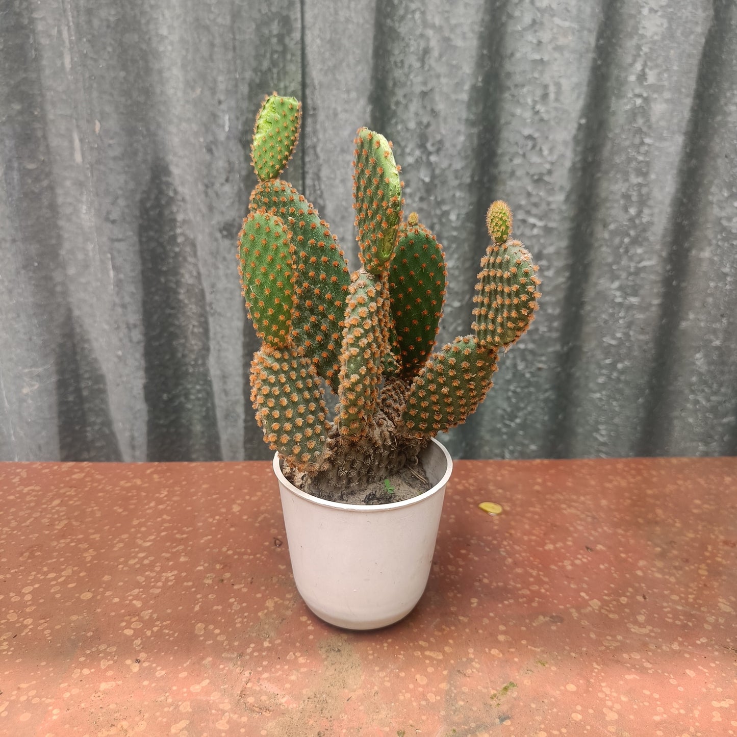 Bunny ears