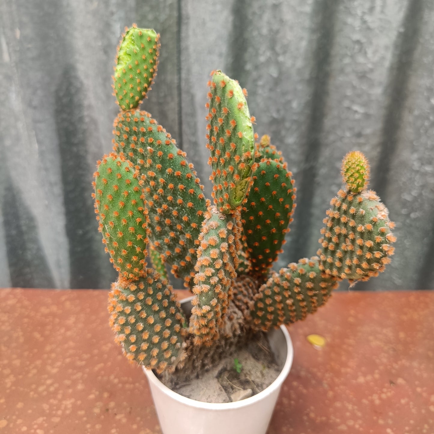 Bunny ears
