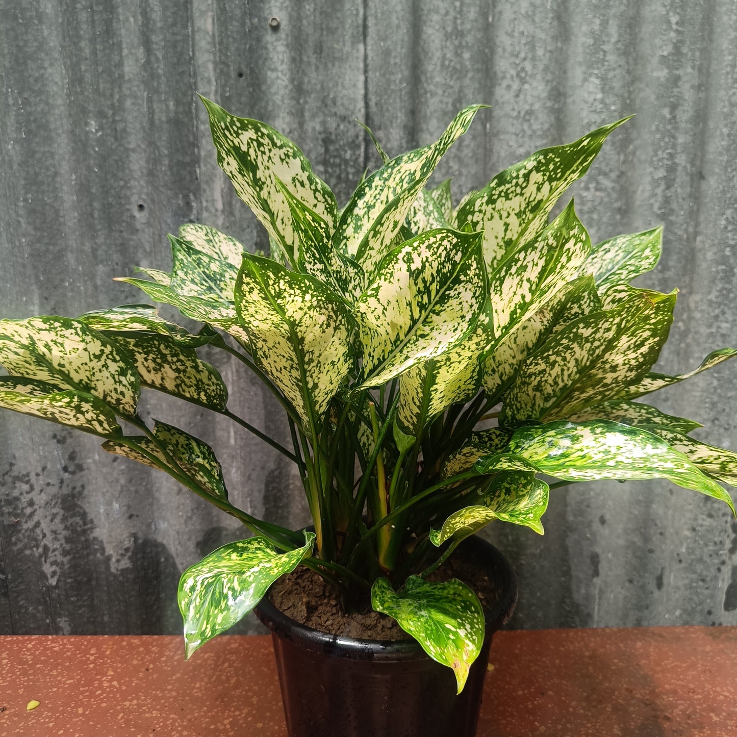 Aglaonema Chinese Evergreen