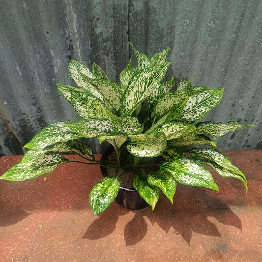 Aglaonema Chinese Evergreen