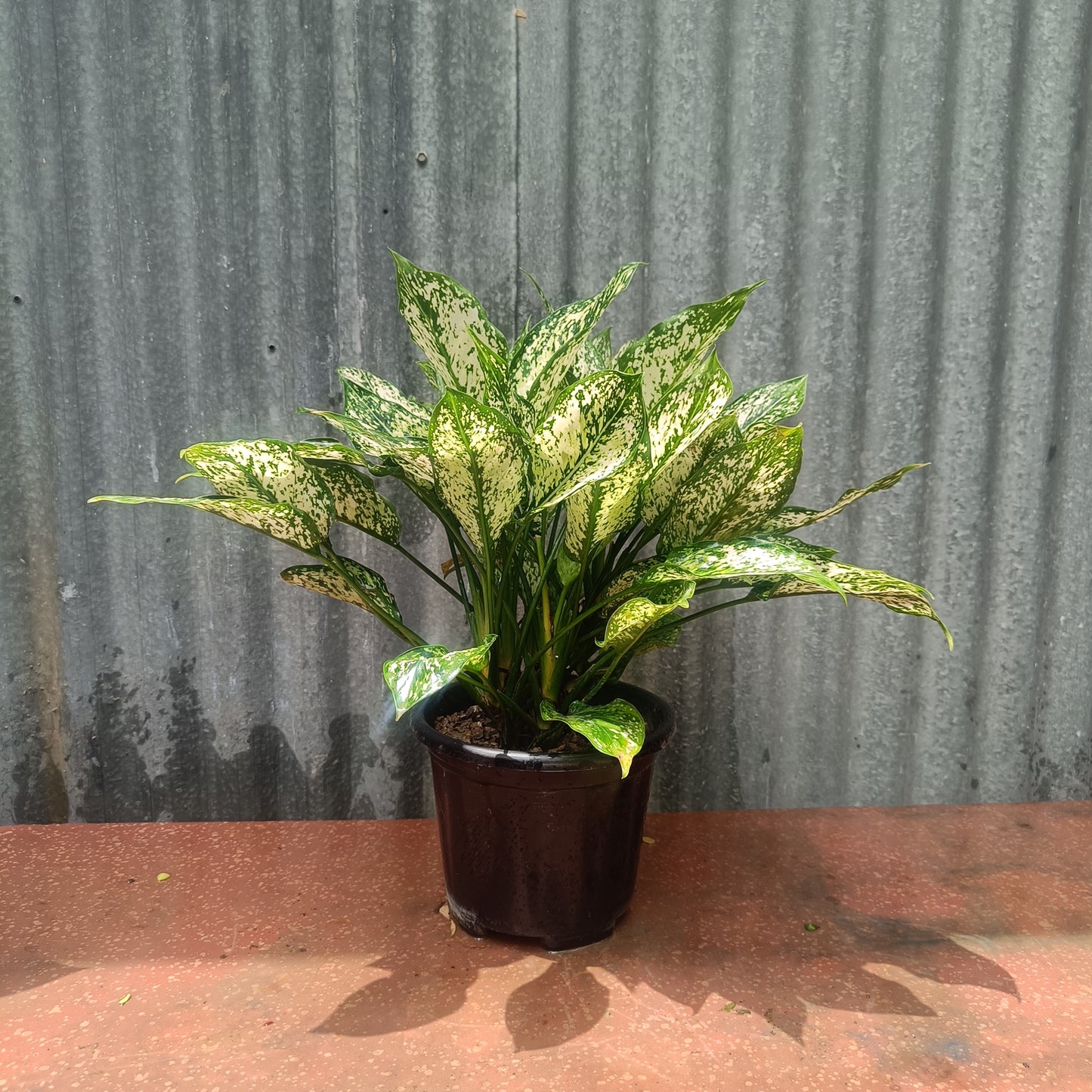 Aglaonema Chinese Evergreen