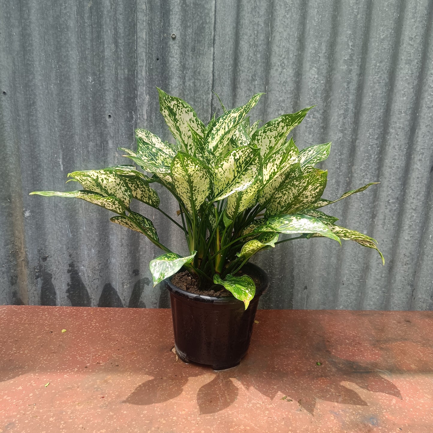 एग्लाओनेमा चीनी सदाबहार