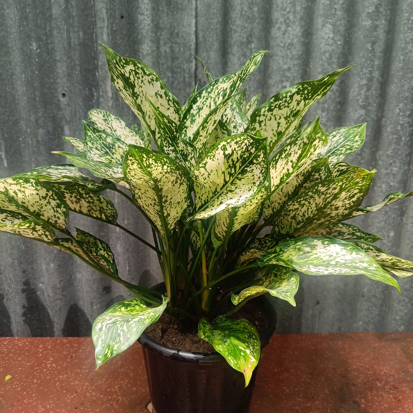 Aglaonema Chinese Evergreen