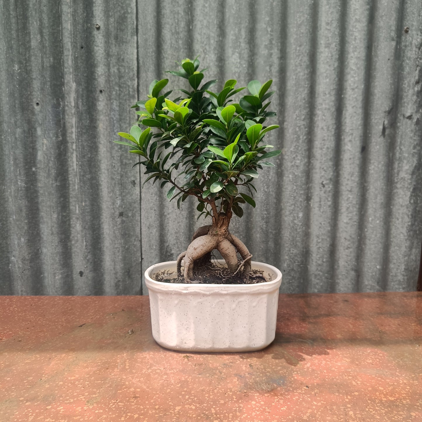 Bonsai- ficus microcarpa