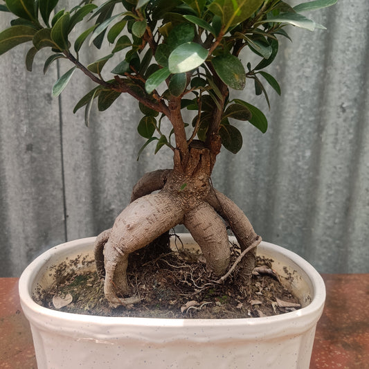Bonsai- ficus microcarpa