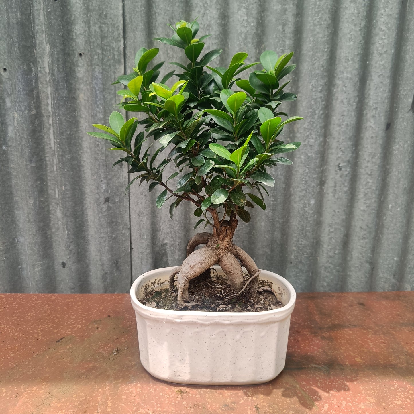 Bonsai- ficus microcarpa