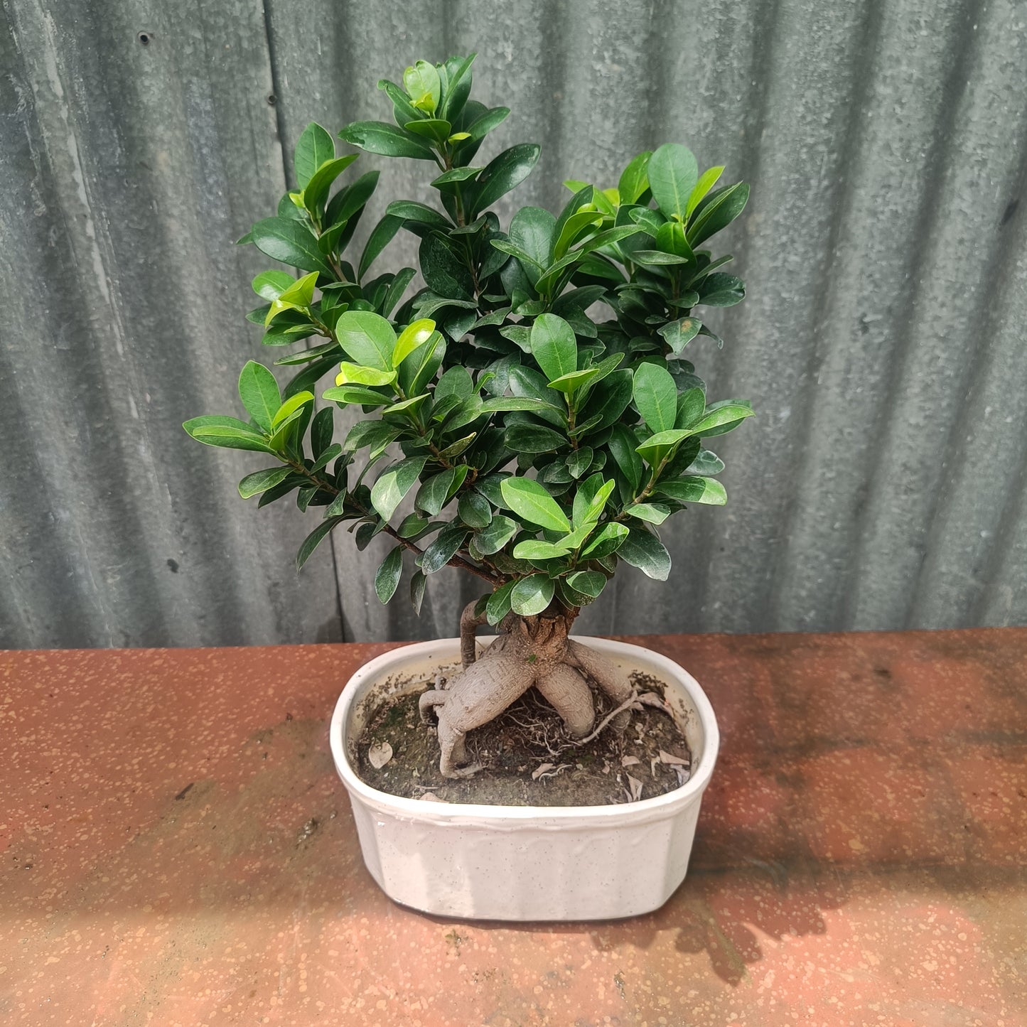 Bonsai- ficus microcarpa