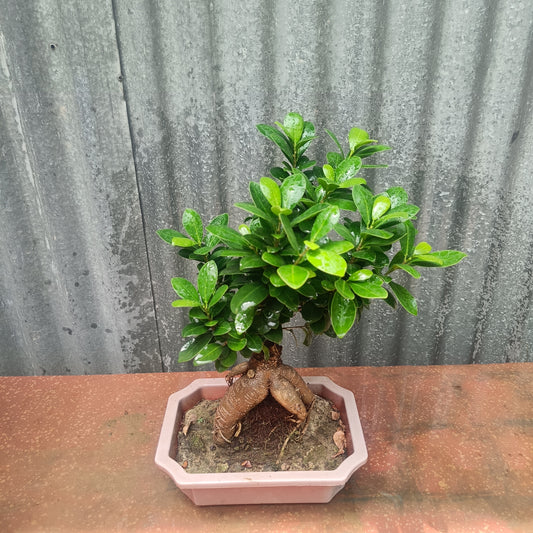 Bonsai- ficus microcarpa