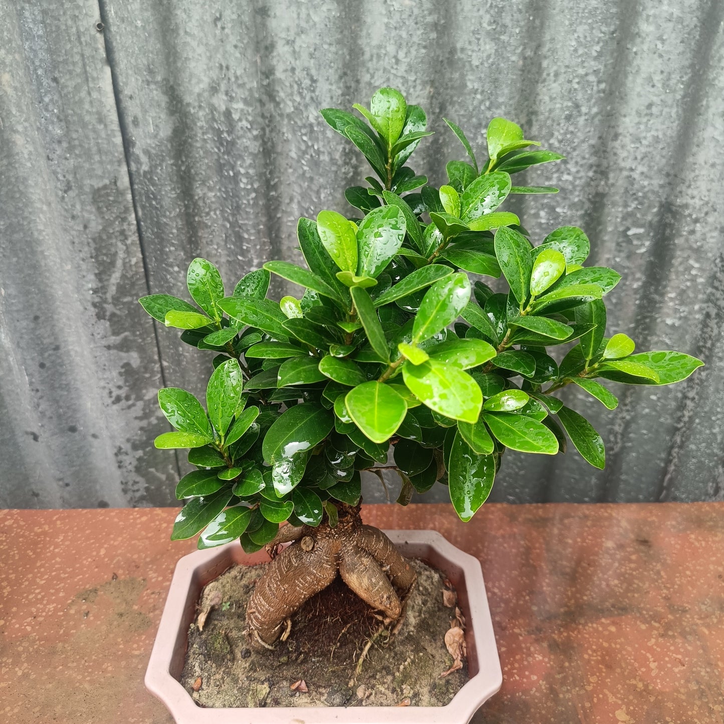 Bonsai- ficus microcarpa