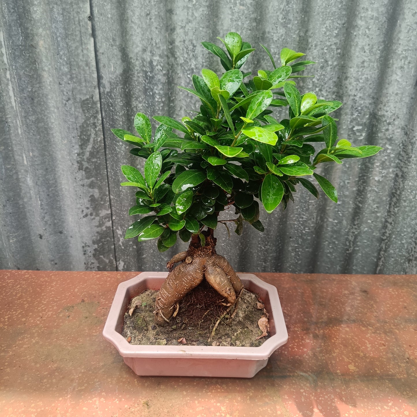 Bonsai- ficus microcarpa