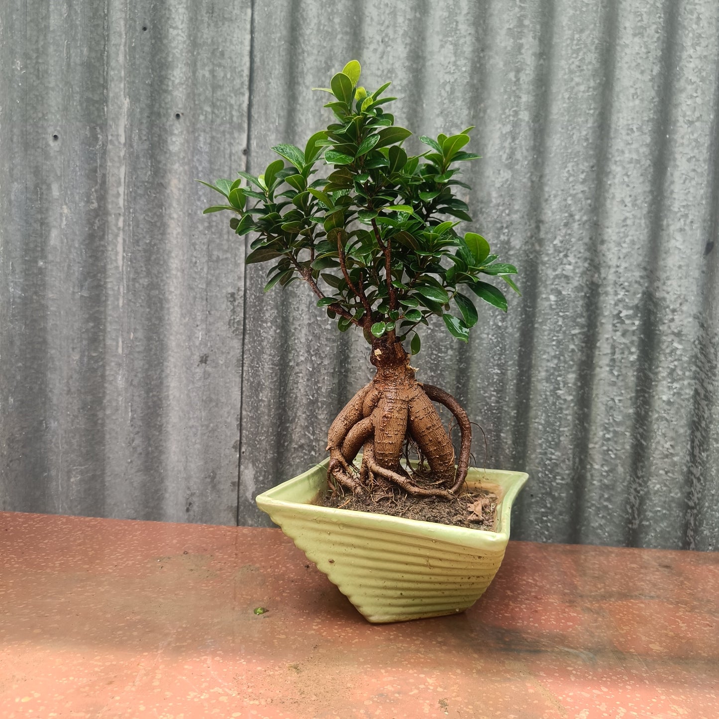 Bonsai- ficus microcarpa