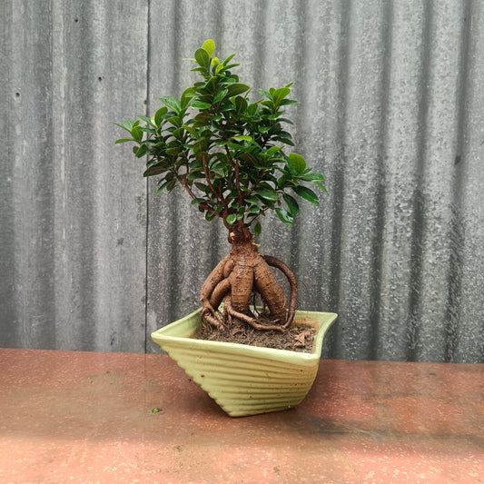 Bonsai- ficus microcarpa