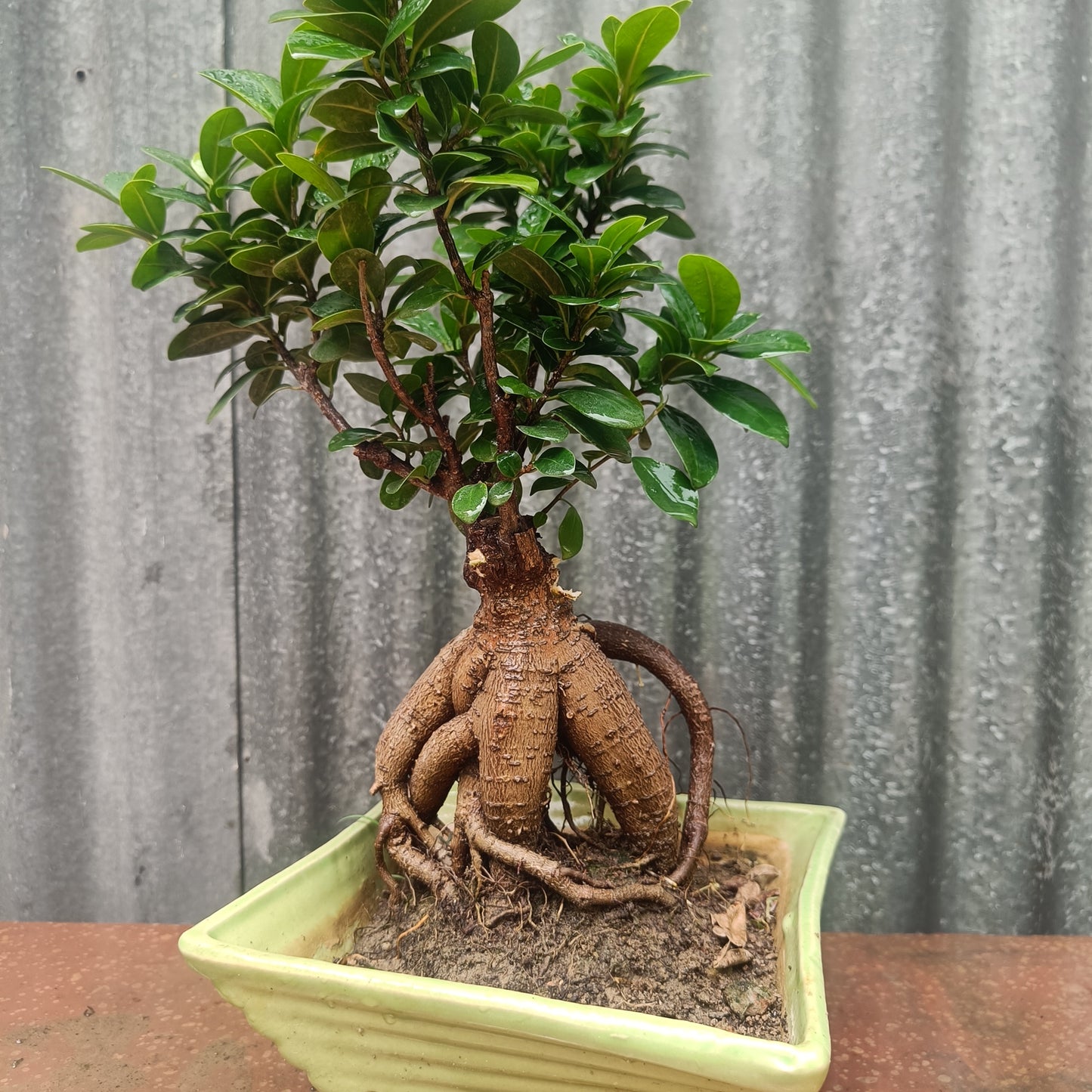 Bonsai- ficus microcarpa