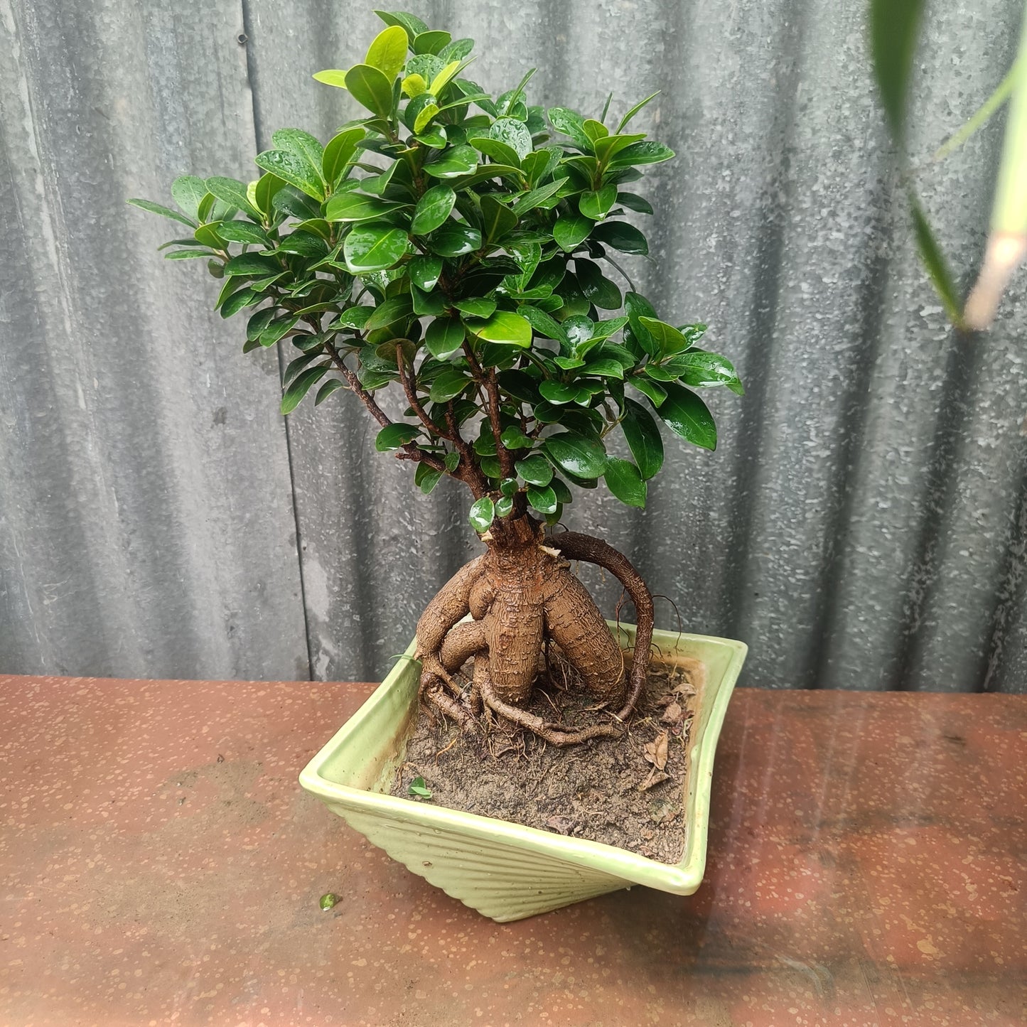 Bonsai- ficus microcarpa
