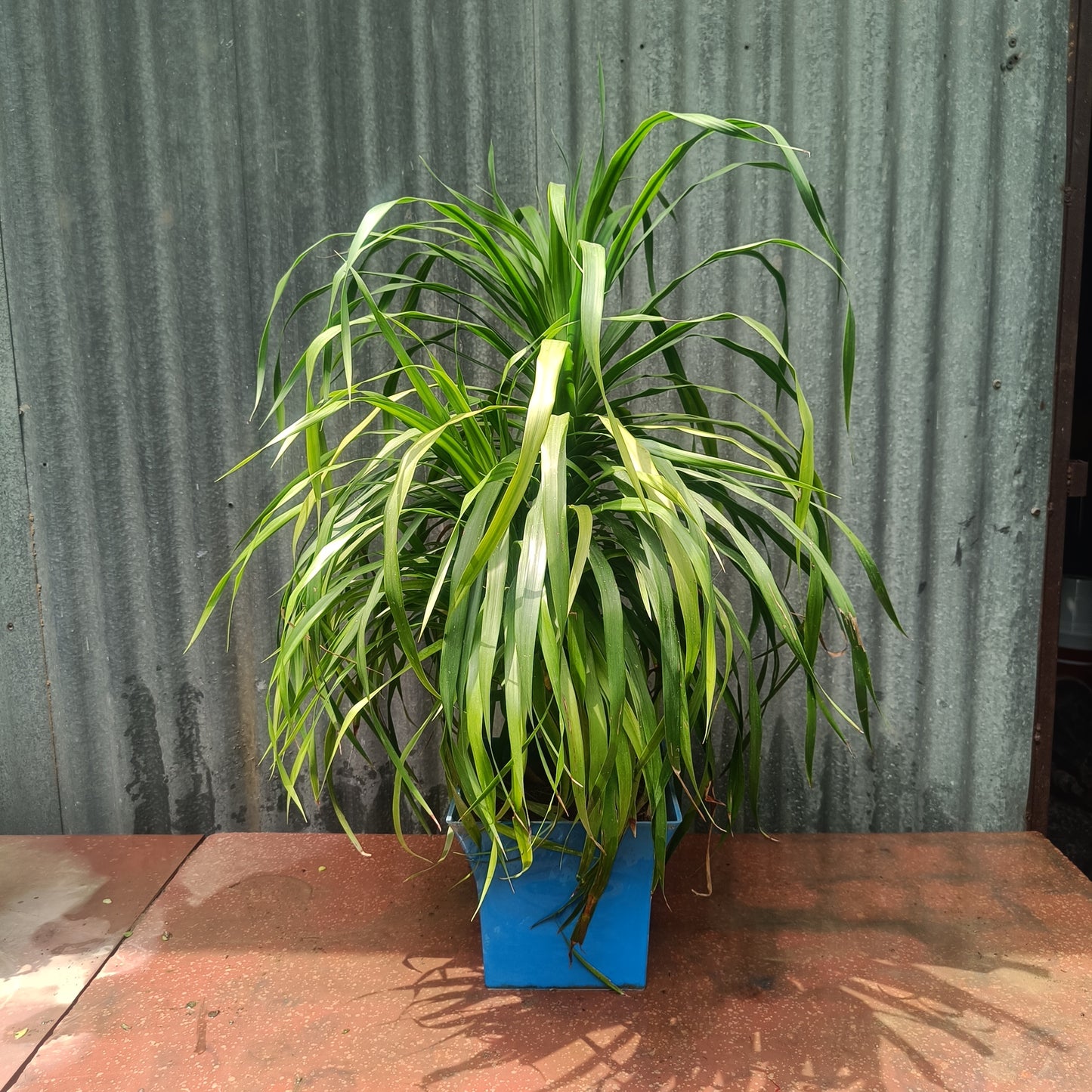 Ponytail Palm