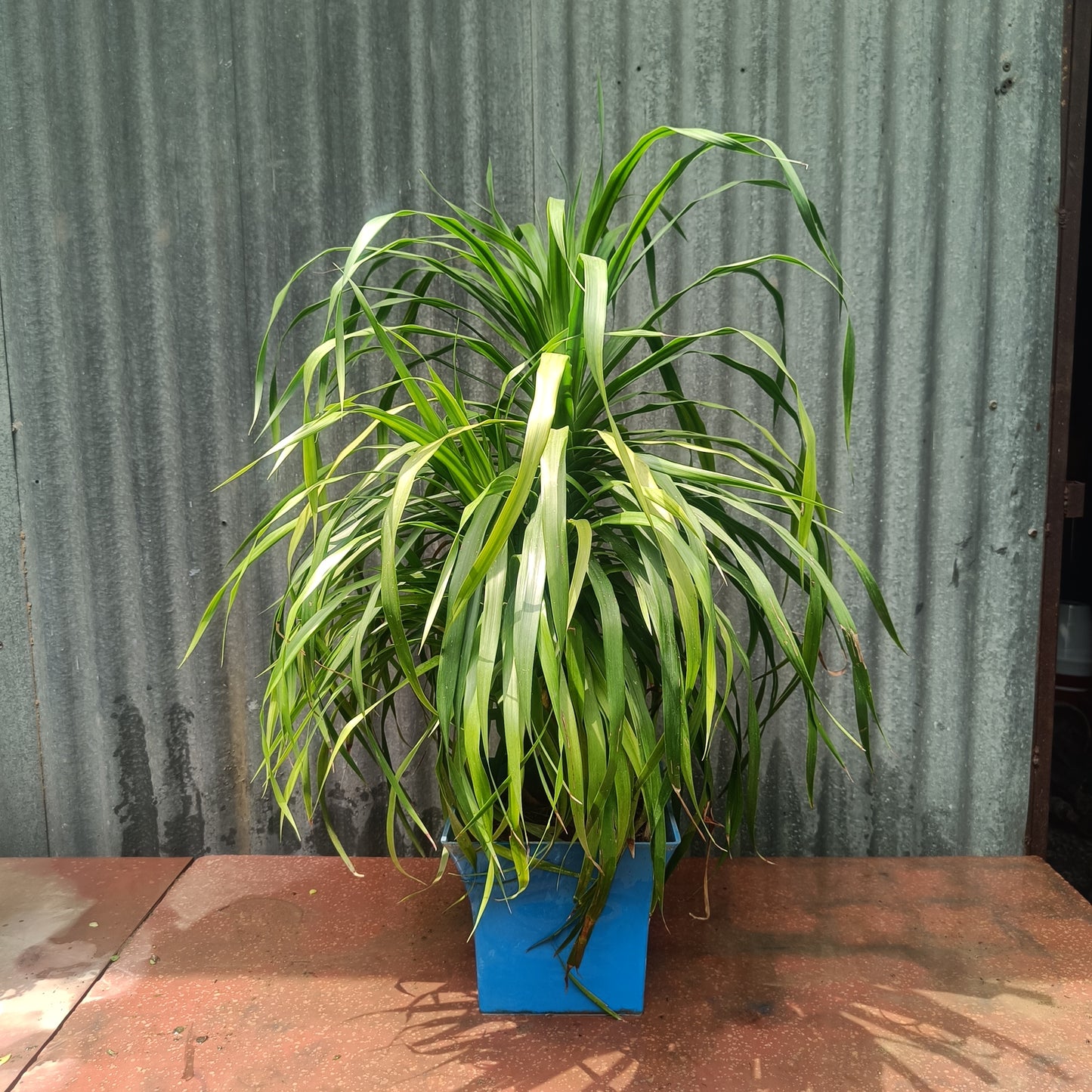 Ponytail Palm