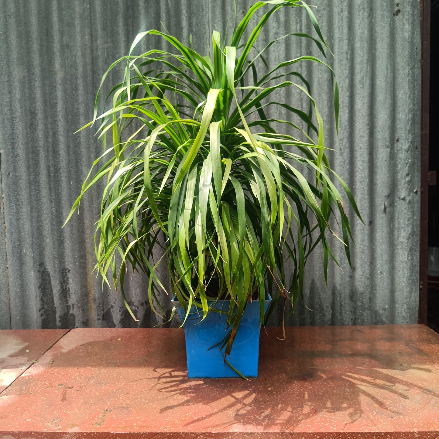 Ponytail Palm