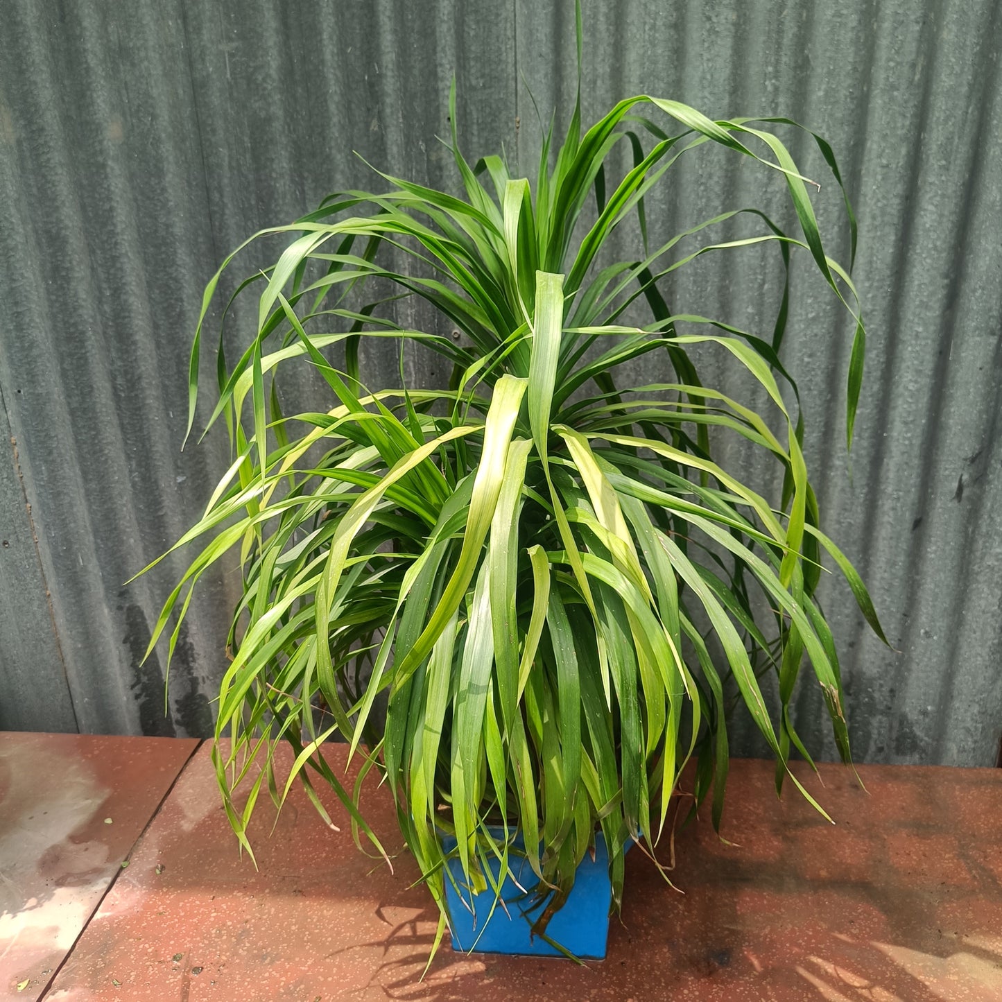 Ponytail Palm