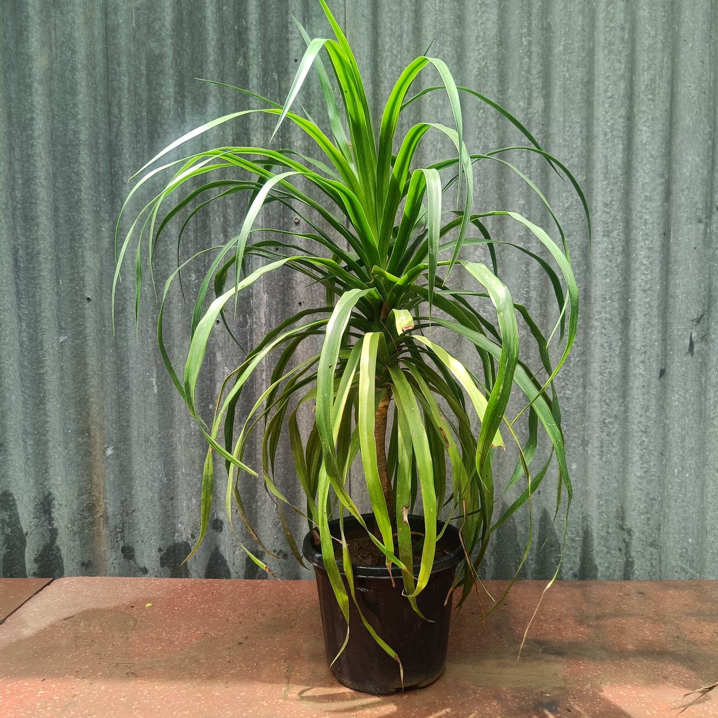 Ponytail Palm