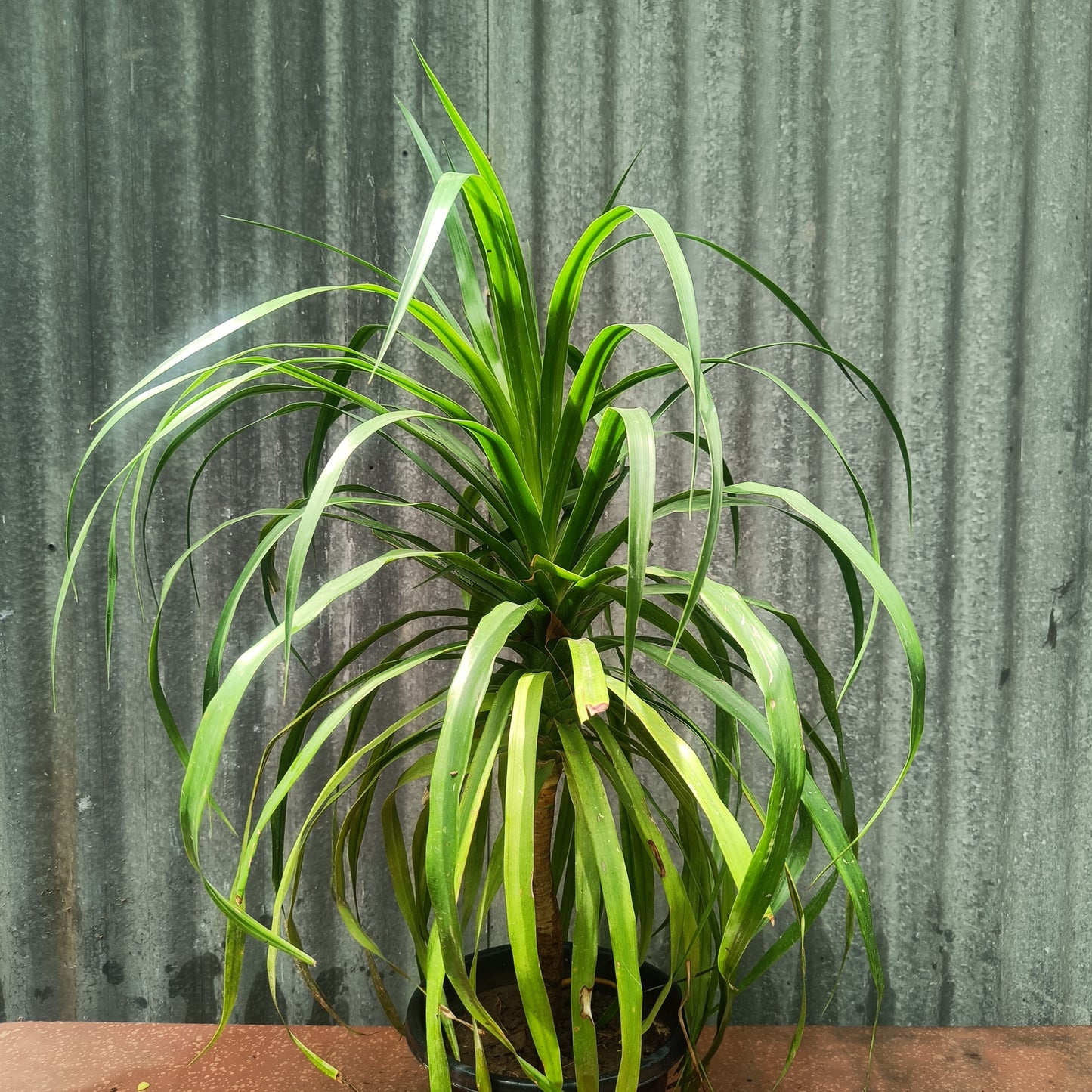 Ponytail Palm