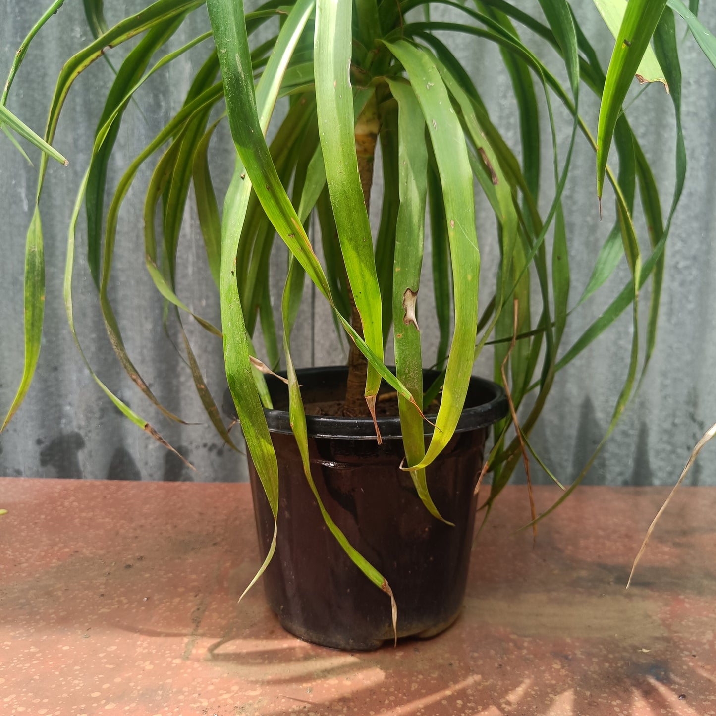 Ponytail Palm