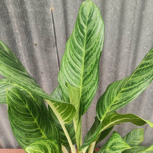Aglaonema Chinese Evergreen