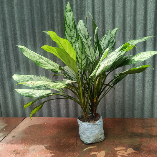Aglaonema Chinese Evergreen