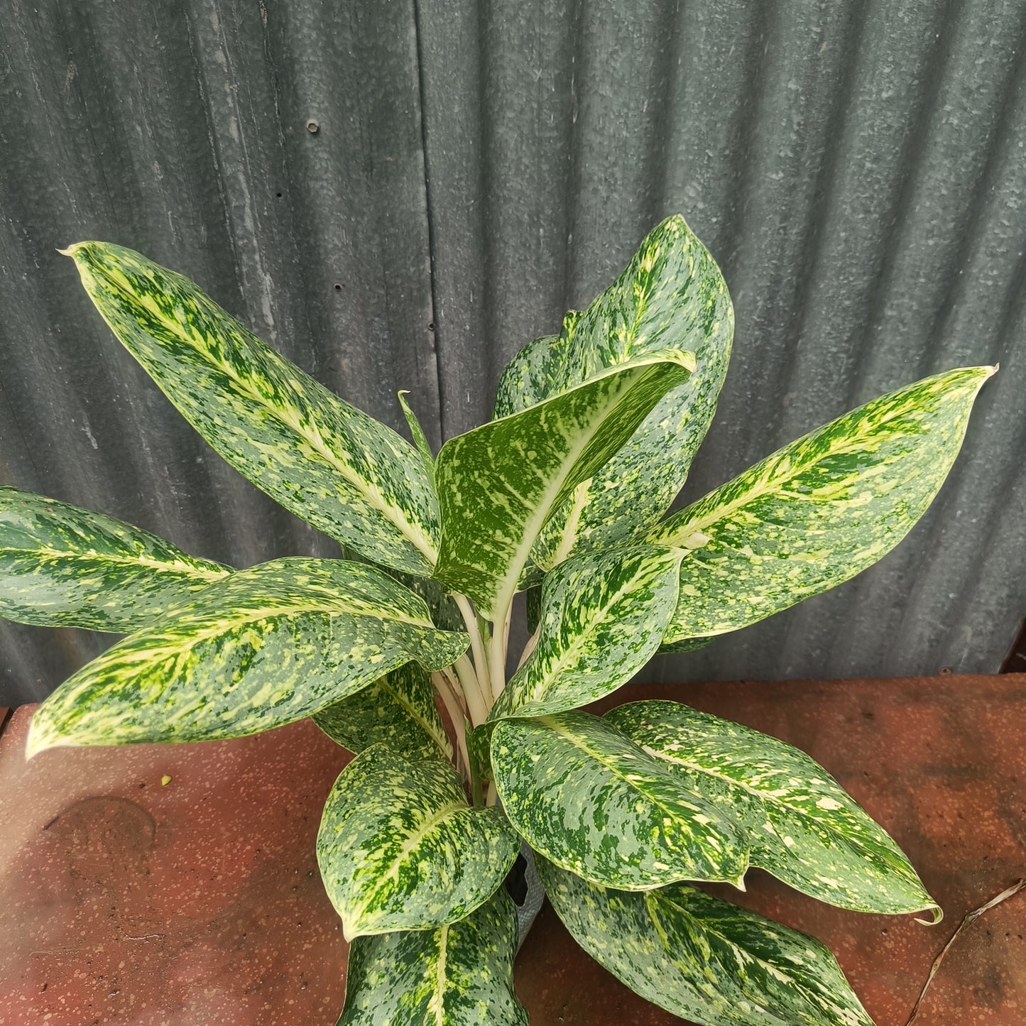 Aglaonema verigated