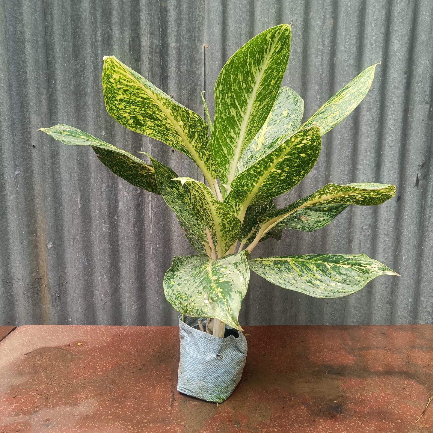 Aglaonema verigated