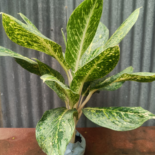 Aglaonema verigated