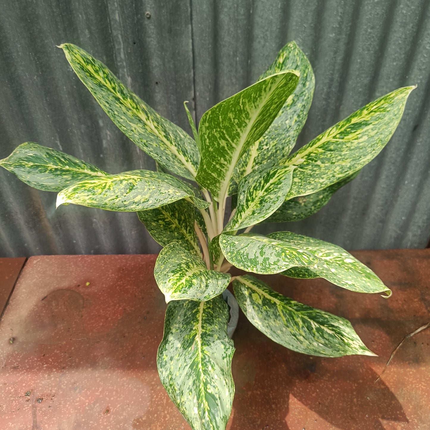 Aglaonema verigated