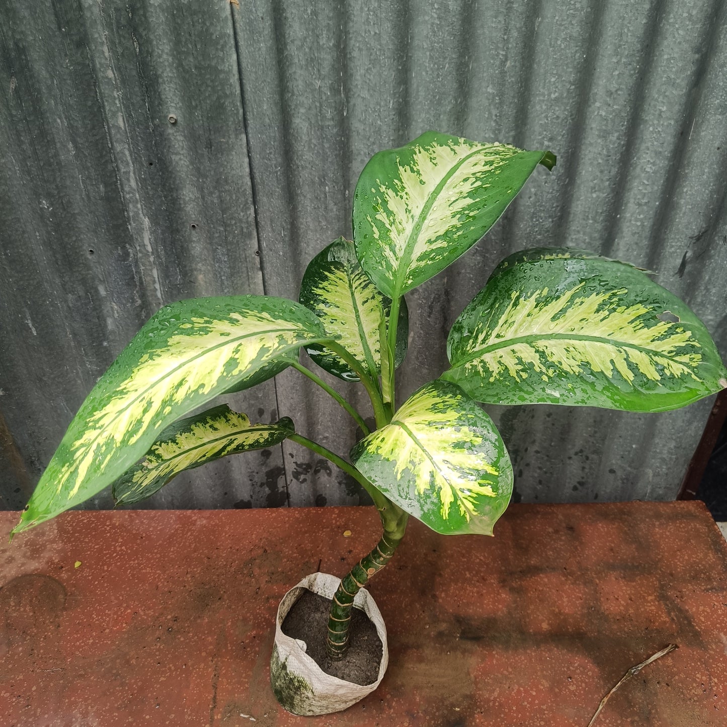 Dieffanbachia