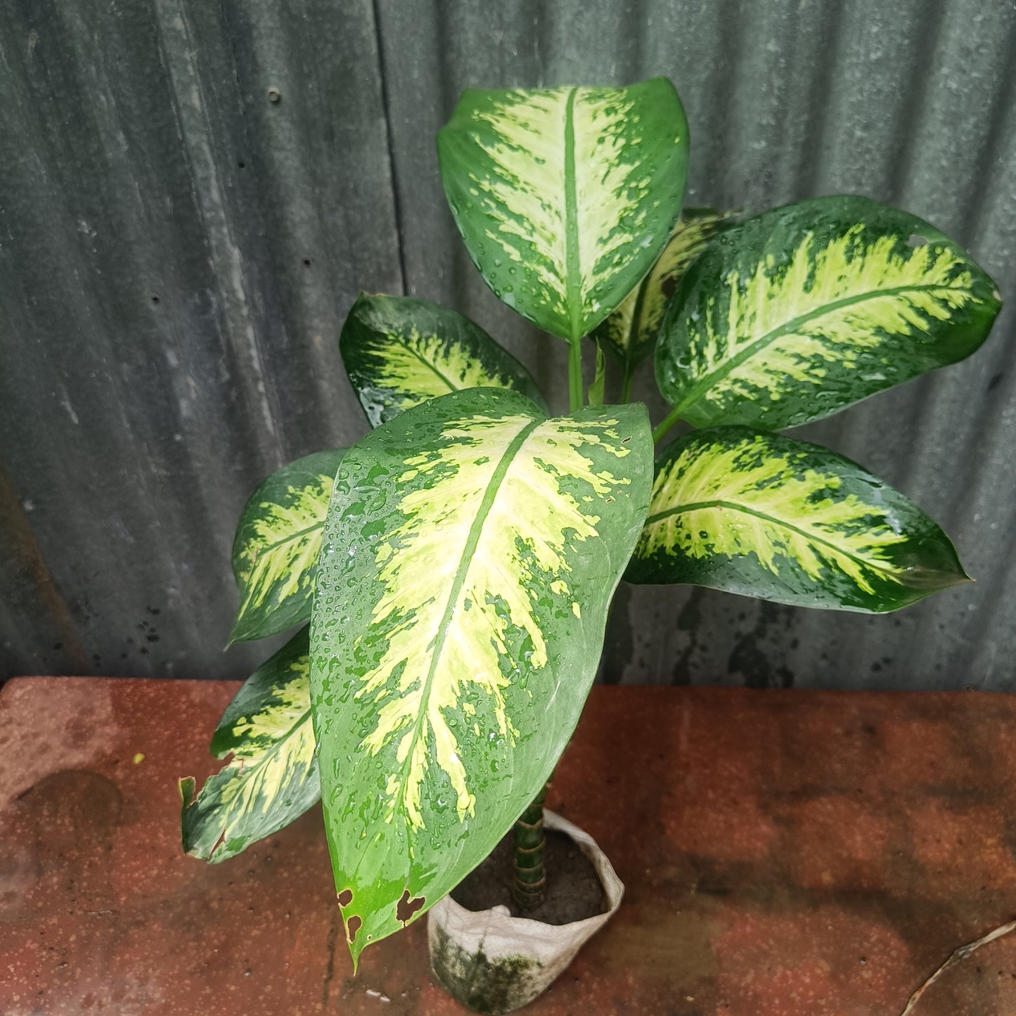 Dieffanbachia