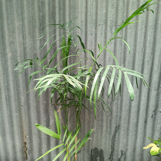 Chomendera elegan/ Parlour Palm