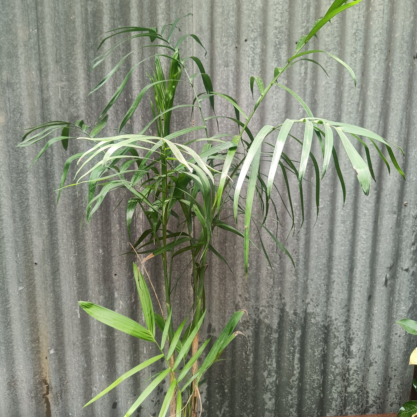 Chomendera elegan/ Parlour Palm