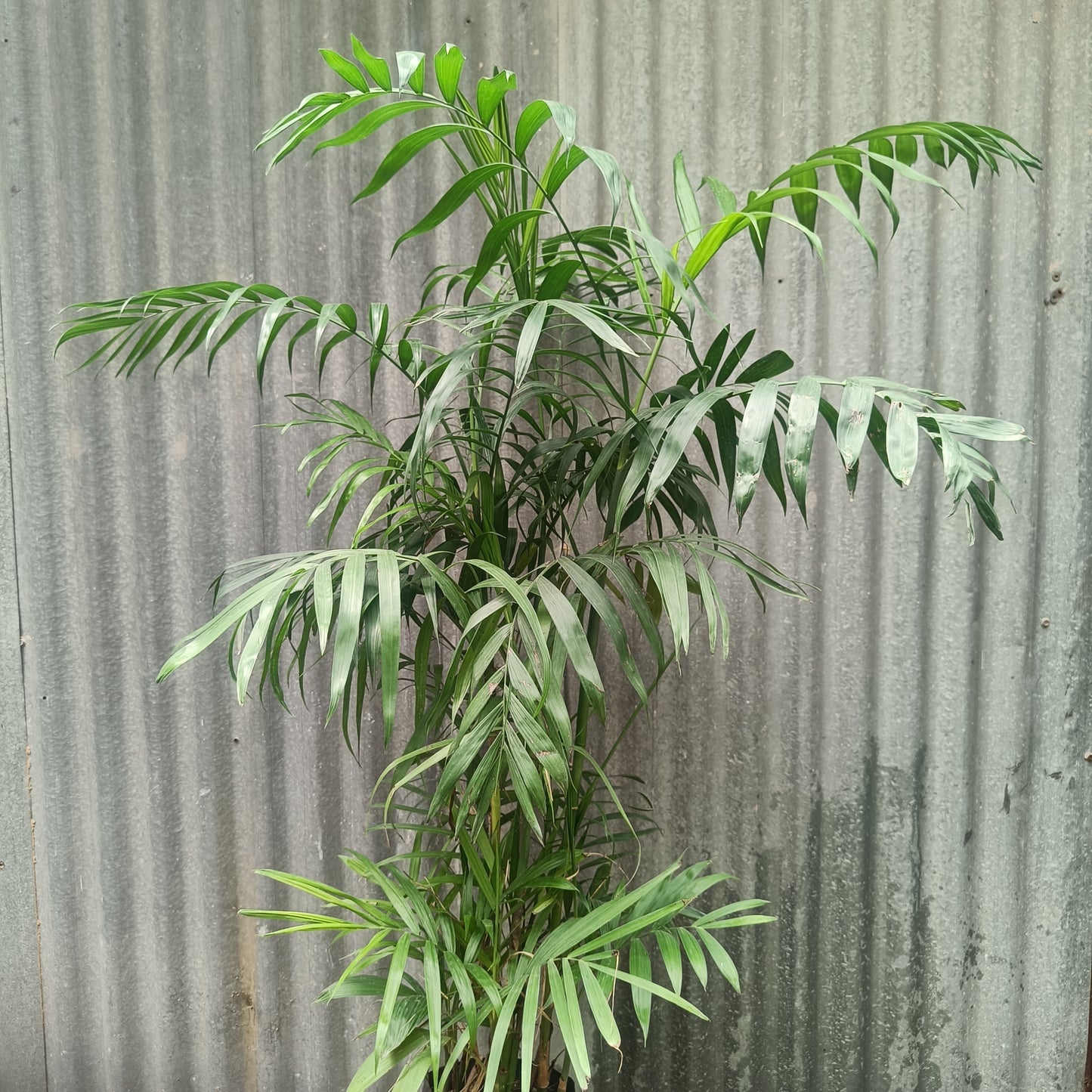 Chomendera elegan/ Parlour Palm