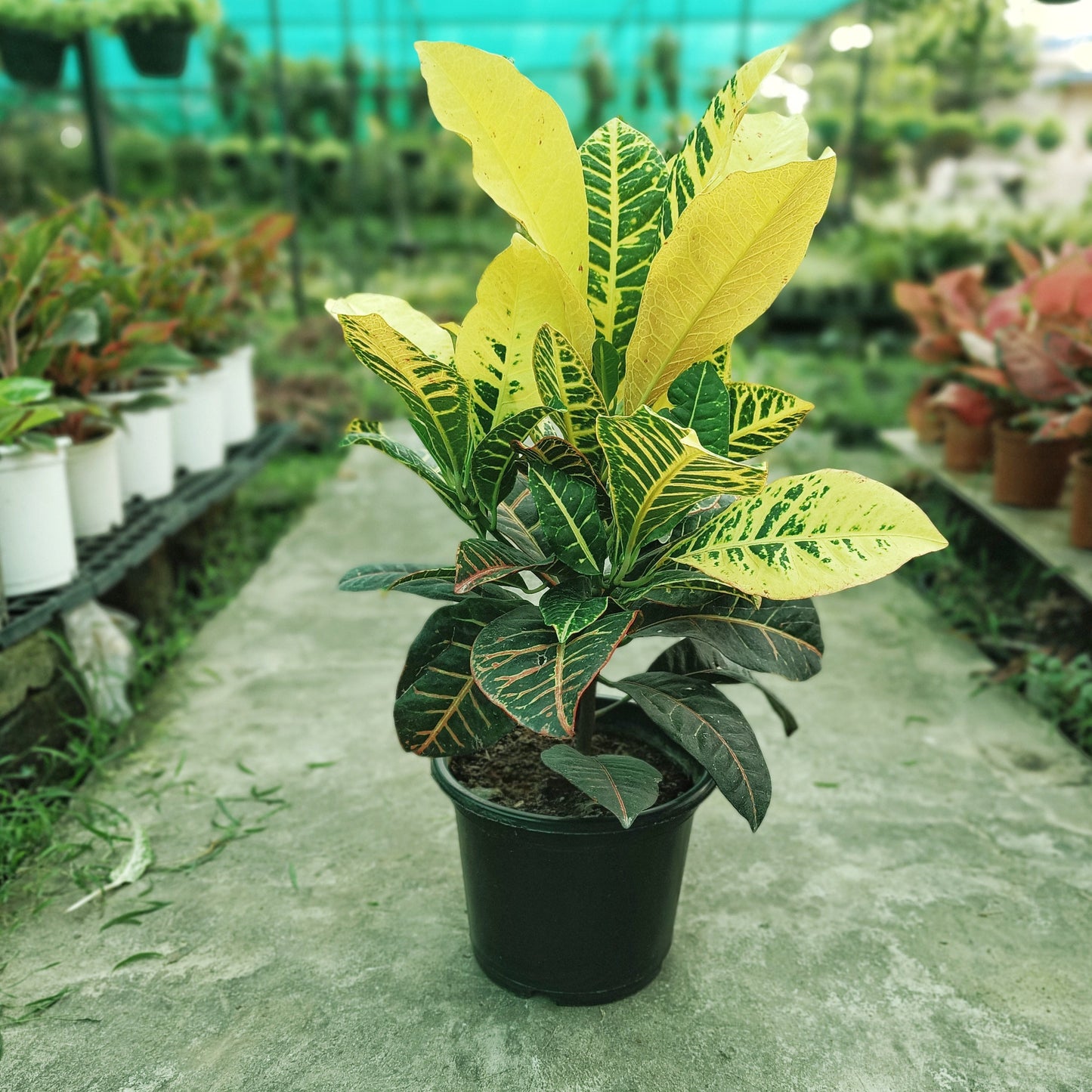 Croton Petra