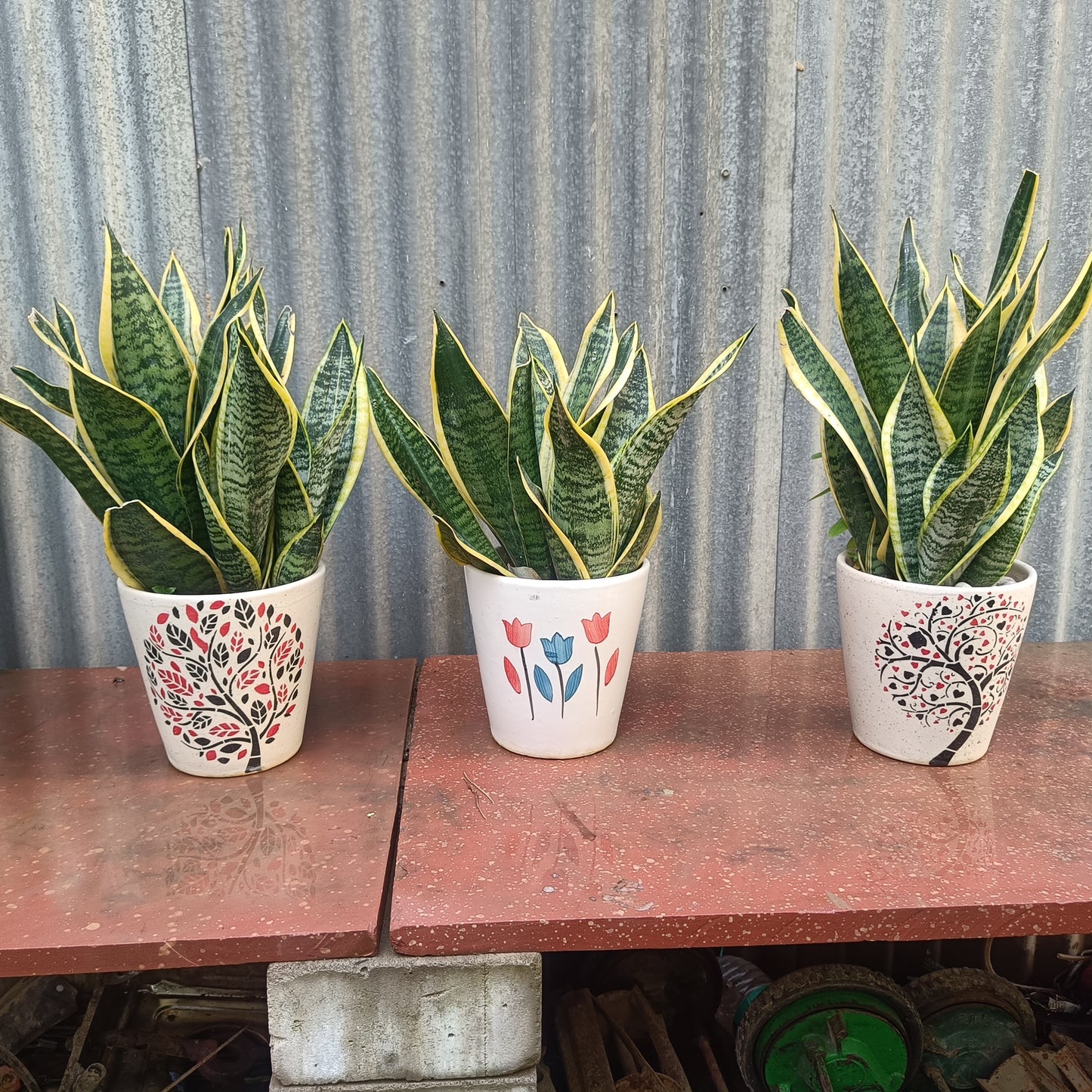 Snake Plant (3 Set)