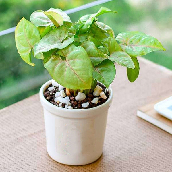 Syngonium pink
