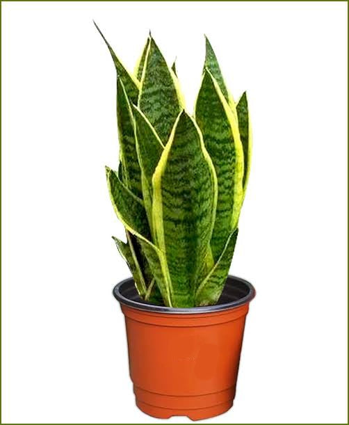 Sansevieria superba