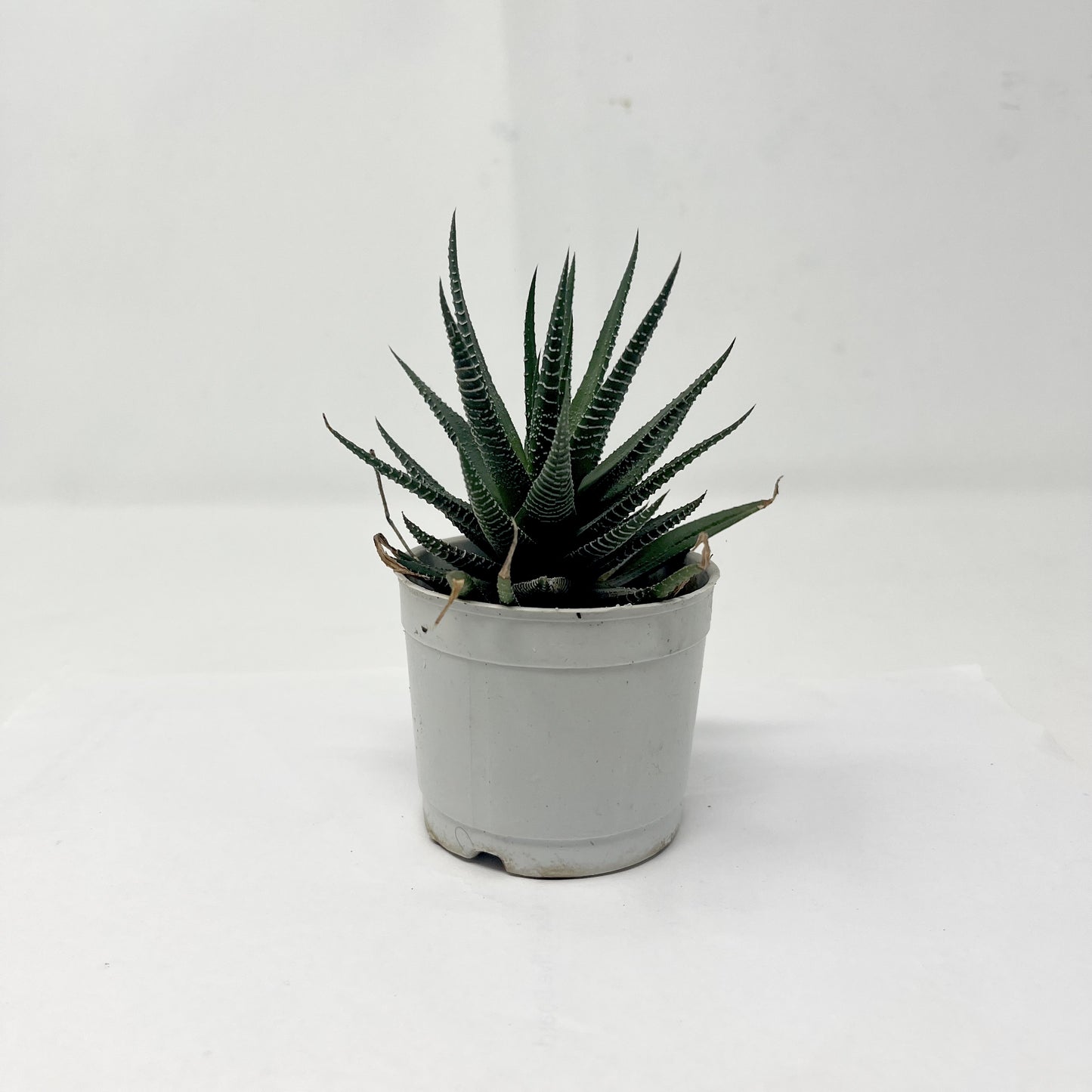 Haworthia fasciata