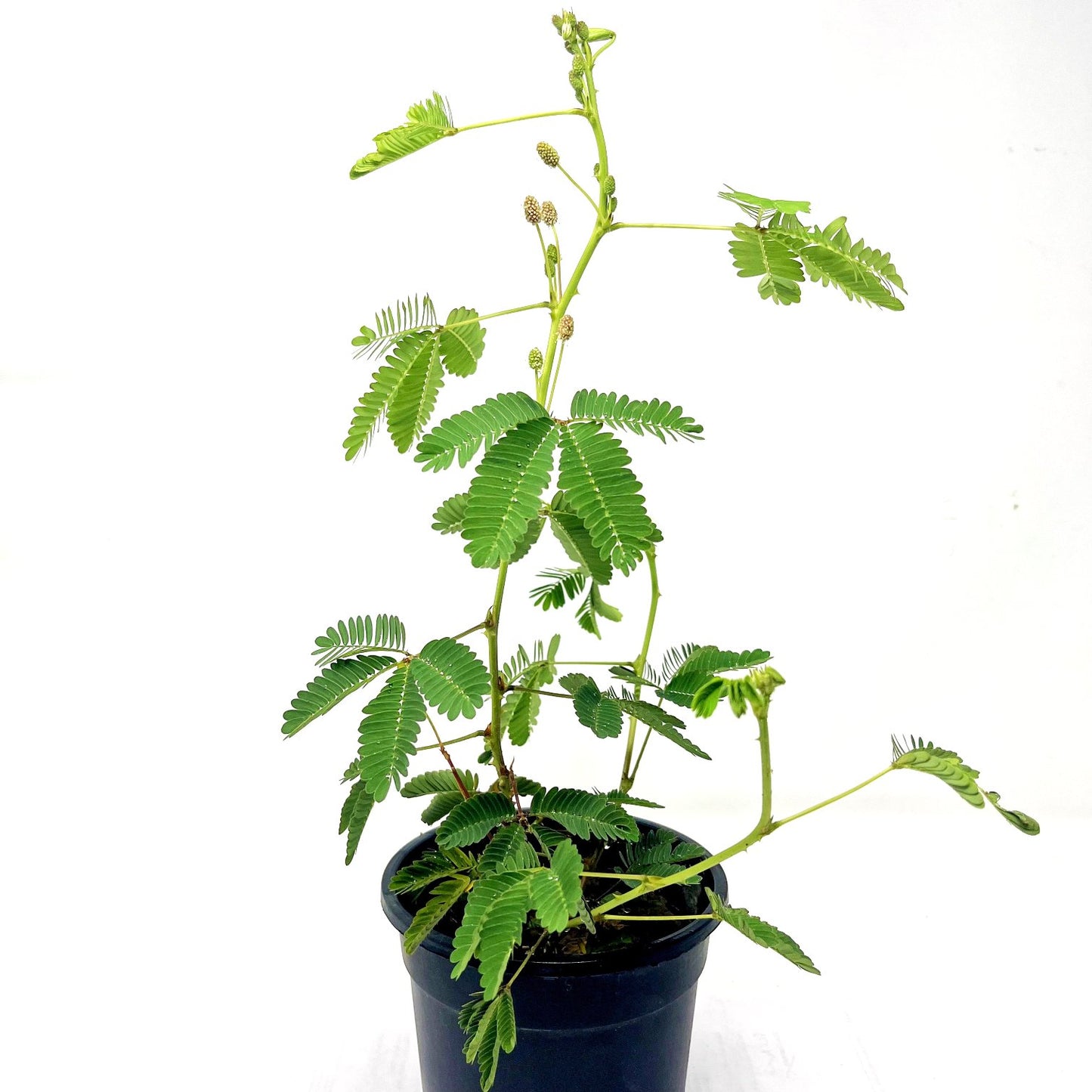 Shameplant or Chhuimui