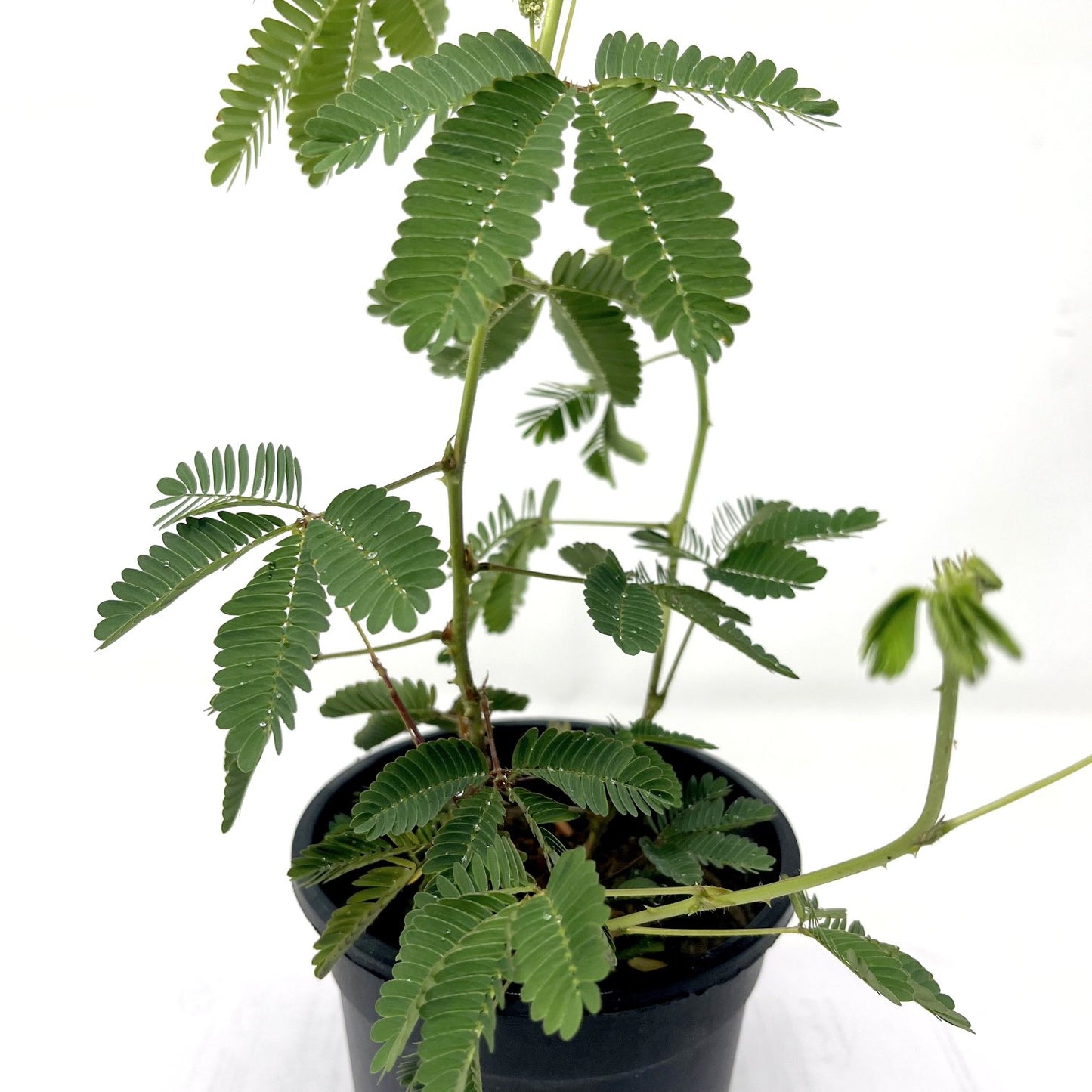 Shameplant or Chhuimui