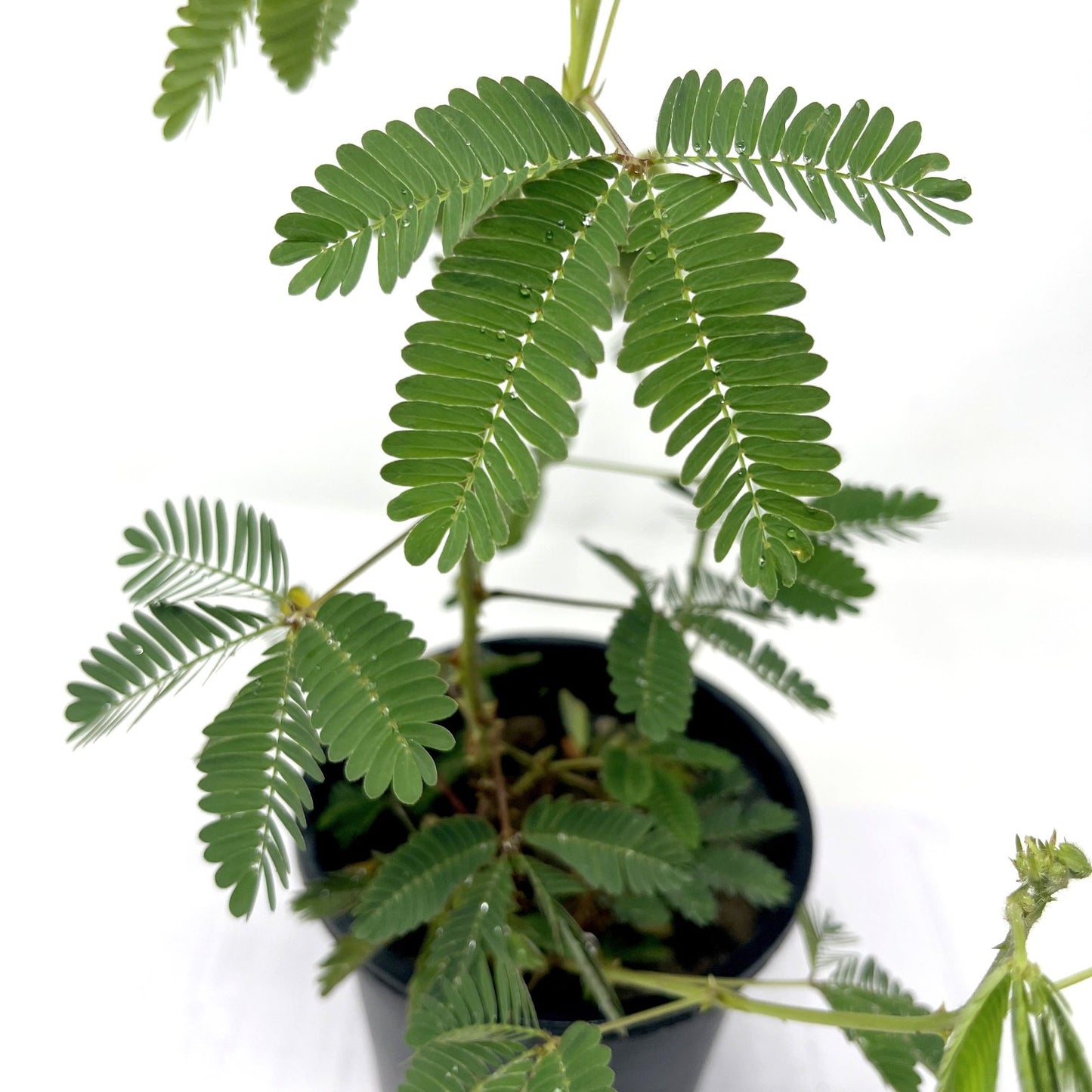Shameplant or Chhuimui