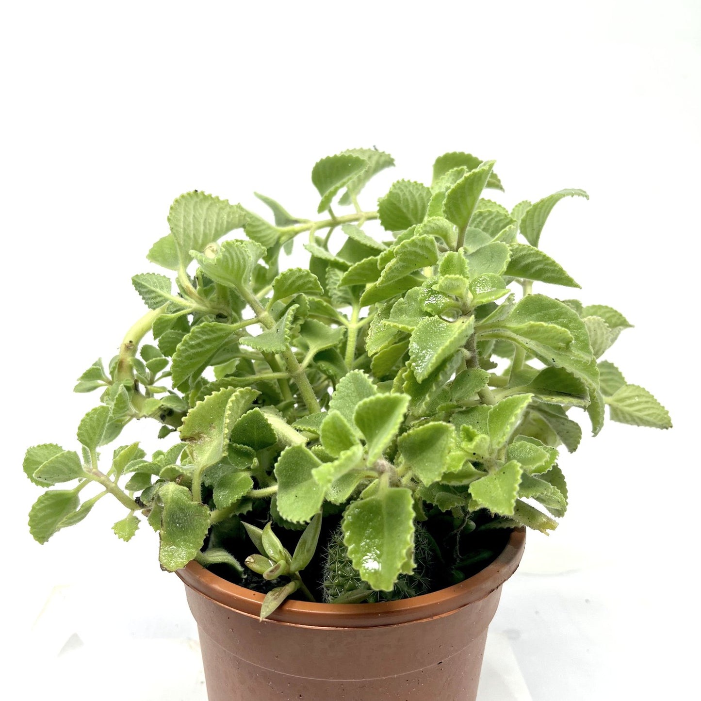 Ajwain