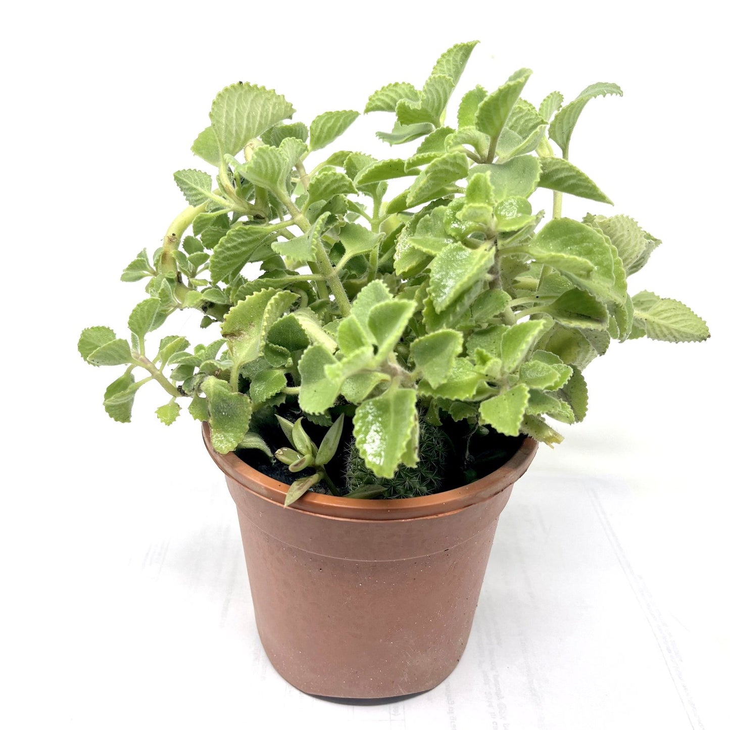 Ajwain